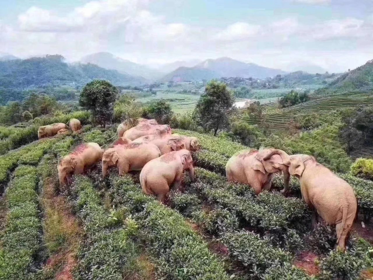 斯里蘭卡要護象了！ 新《象勞基法》上路：嚴禁大象童工、酒駕騎大象 | boMb01